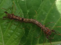 Homodes bracteigutta