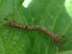 Homodes bracteigutta