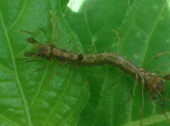 Homodes bracteigutta