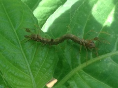 Homodes bracteigutta