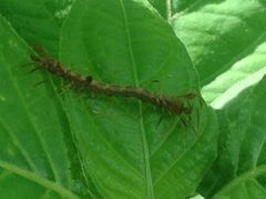 Homodes bracteigutta