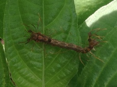 Homodes bracteigutta