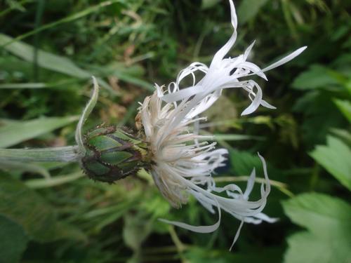 Centaurea montana