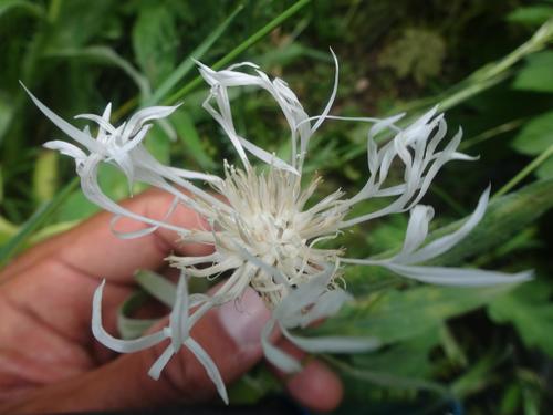 Centaurea montana