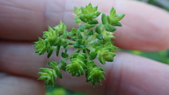 Agathosma apiculata
