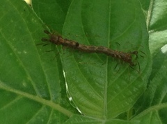 Homodes bracteigutta