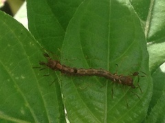 Homodes bracteigutta