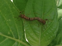 Homodes bracteigutta