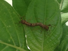 Homodes bracteigutta