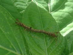 Homodes bracteigutta