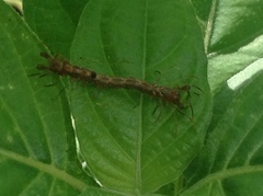 Homodes bracteigutta