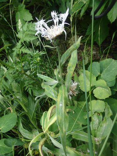Centaurea montana