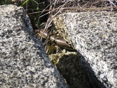 Plestiodon gilberti placerensis