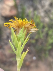 Oedera calycina