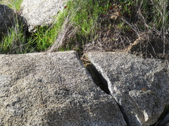 Plestiodon gilberti placerensis