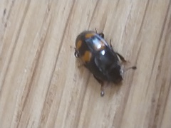 Glischrochilus grandis