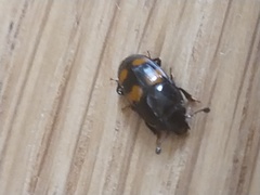 Glischrochilus grandis