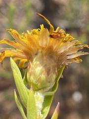 Oedera calycina