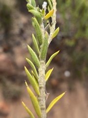Oedera calycina