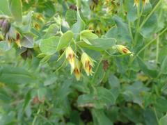 Cerinthe glabra