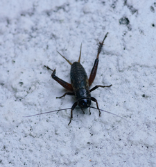 Gryllus rubens