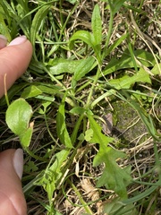 Capsella bursa-pastoris