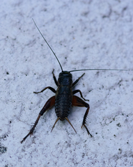 Gryllus rubens