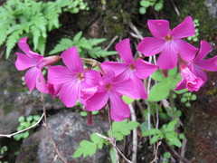Oxalis macrocarpa