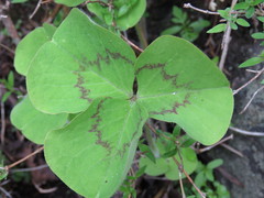 Oxalis macrocarpa