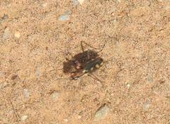 Cicindela calligramma