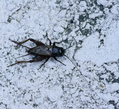 Gryllus rubens