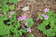 Oxalis debilis
