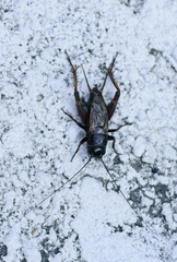 Gryllus rubens