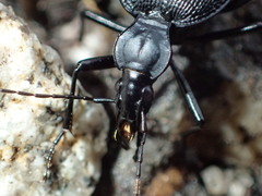 Scaphinotus punctatus