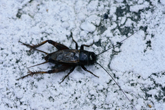 Gryllus rubens