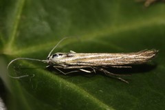 Coleophora lixella