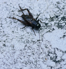Gryllus rubens