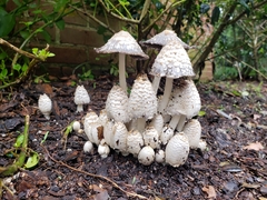 Coprinopsis strossmayeri