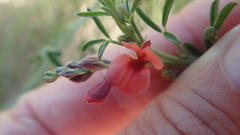 Indigofera candicans
