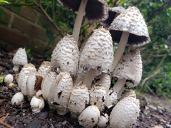 Coprinopsis strossmayeri