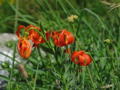 Lilium carniolicum