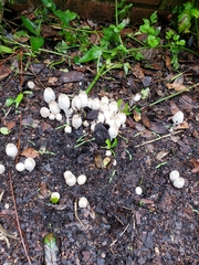 Coprinopsis strossmayeri