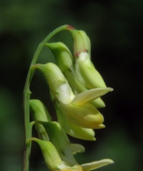Lathyrus laevigatus occidentalis