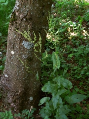 Rumex arifolius