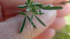 Indigofera candicans
