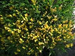 Genista sericea