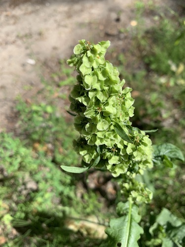 Rumex longifolius iNat (2)