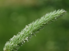 Phleum hirsutum