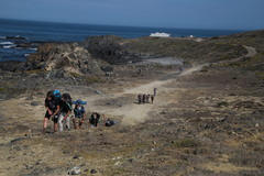 Mesembryanthemoideae