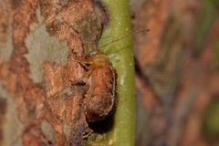 Chrysomelidae